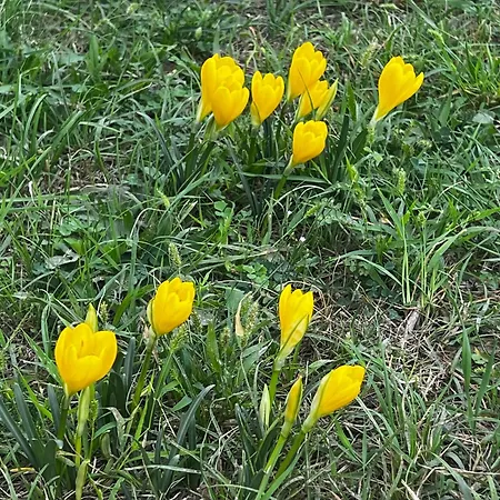 Gianfranca - Sentiti A Casa