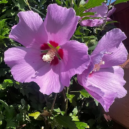 Gianfranca - Sentiti A Casa