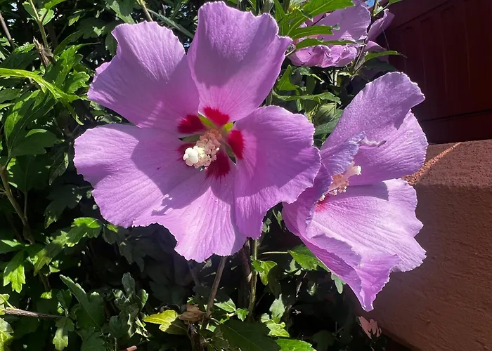 Gianfranca - Sentiti A Casa