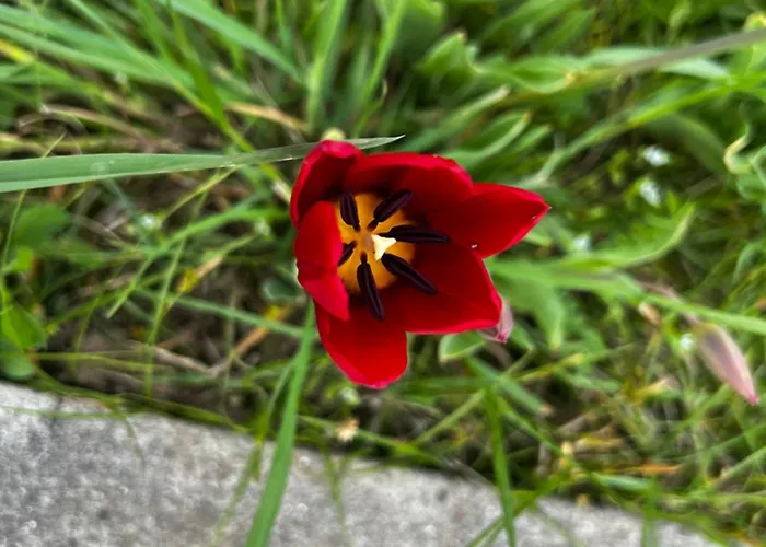 Gianfranca - Sentiti A Casa Дом отдыха Corno di Rosazzo